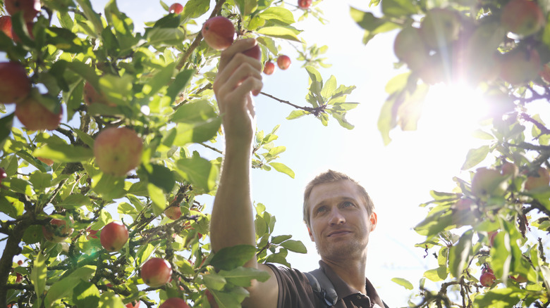 Man in a fruit orchard