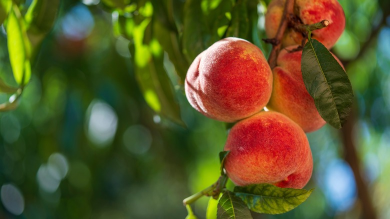 Ripe peaches on a tree