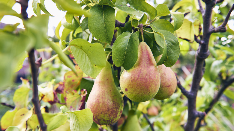 Pears growing on a tree