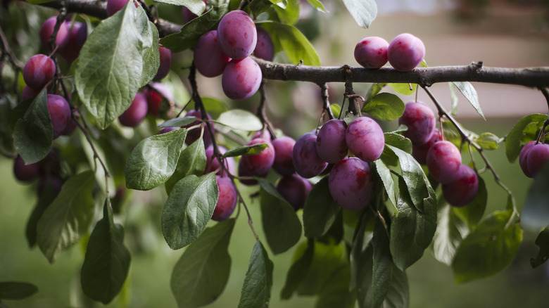 Ripe plums on a tree