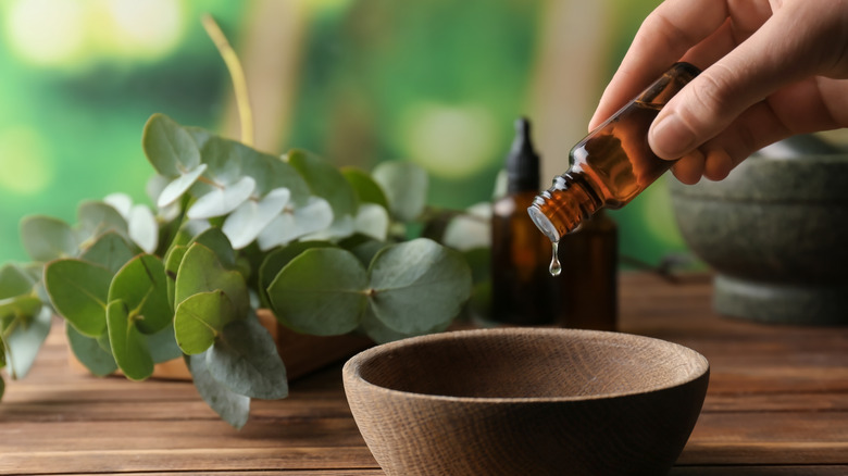 Eucalyptus leaves and glass bottle