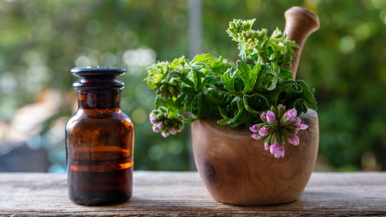 Geranium oil and plant