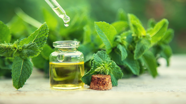 Peppermint leaves and oil