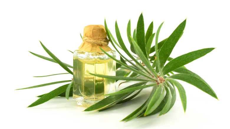 Melaleuca oil and leaf