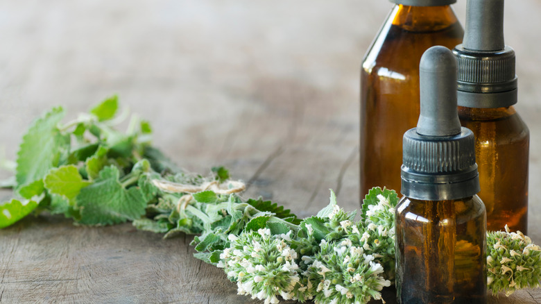 Catnip plants by bottle