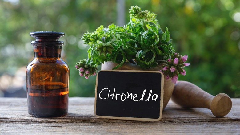 Citronella sign and jar