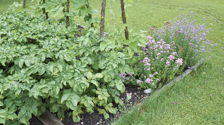 Flowering herbs growing alongside a crop of potatoes