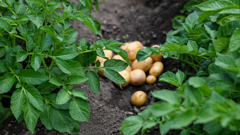 Freshly dug potatoes sitting on the soil and surrounded with thriving potato plants