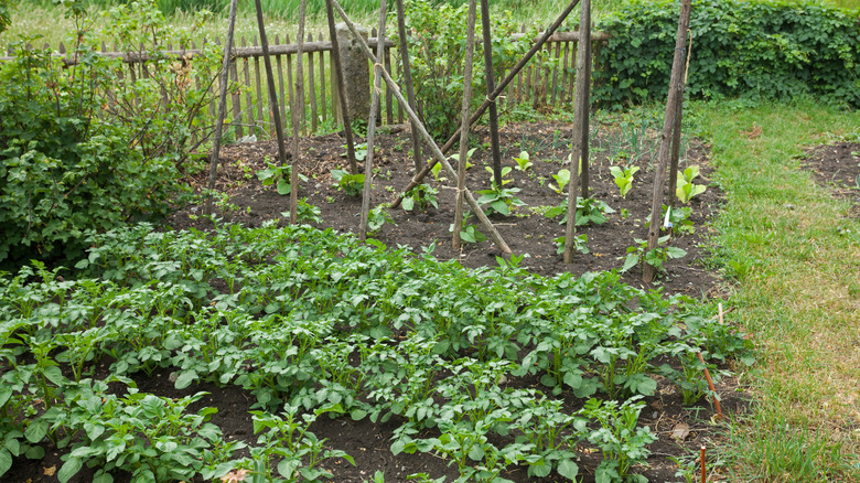 A lush vegetable garden with beans growing next to potatoes