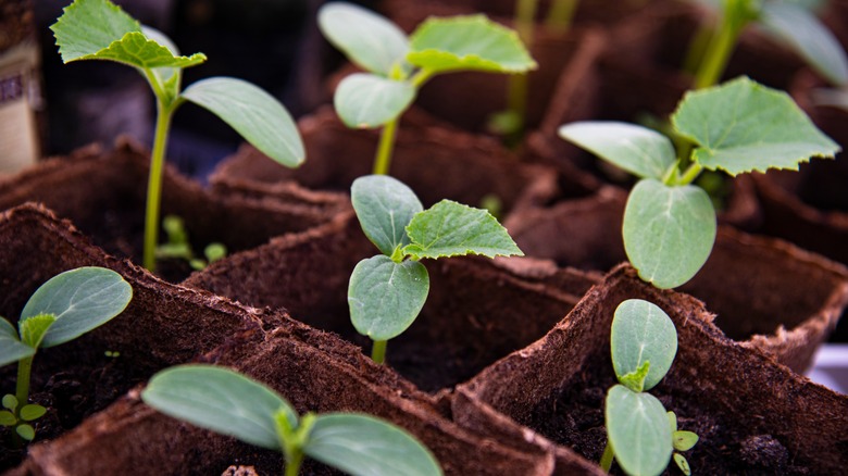 Healthy young cucumber seedlings