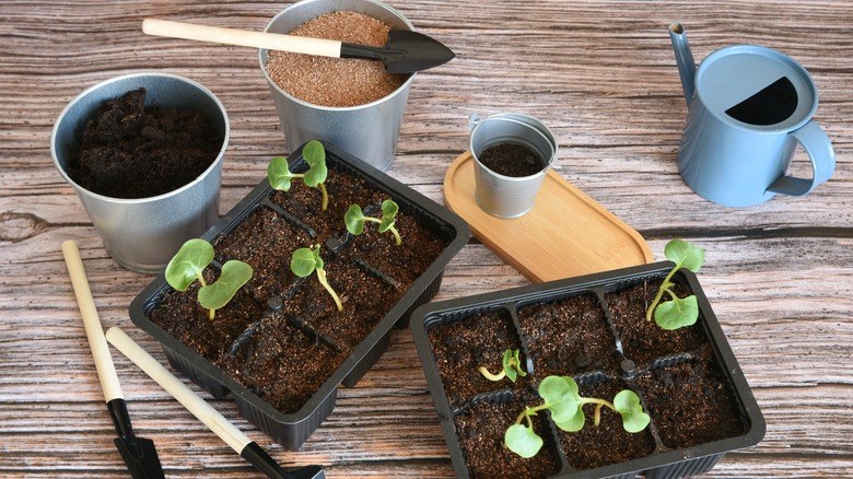 Young seedlings with fertilizer