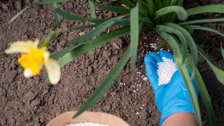 gloved hand sprinkling fertilizer pellets