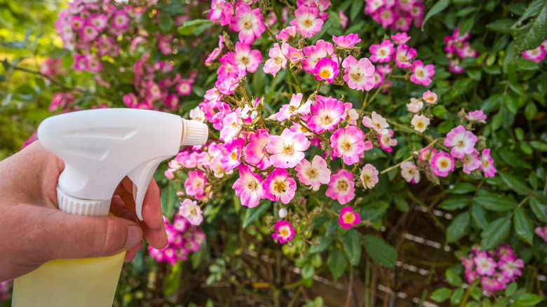 pink flowers and spray bottle