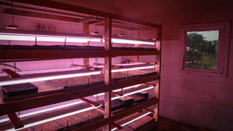 Fluorescent grow lights