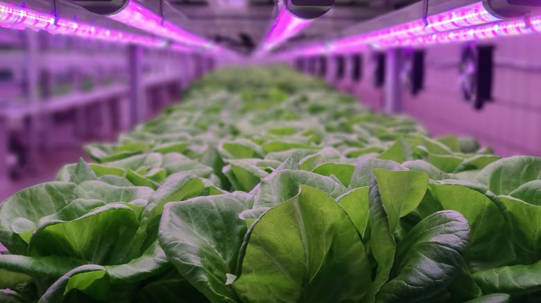 Indoor farm with LED fixtures