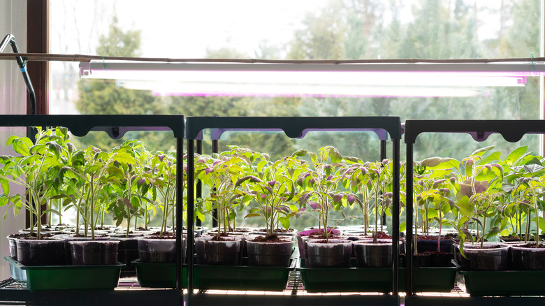 Tomato seedlings under LED lamps