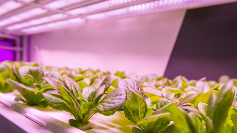 Hydroponics with LED grow lights