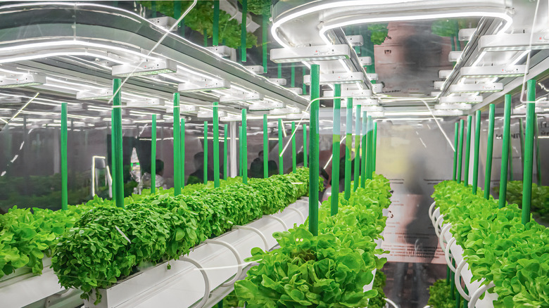 Hydroponic farm with LED lighting