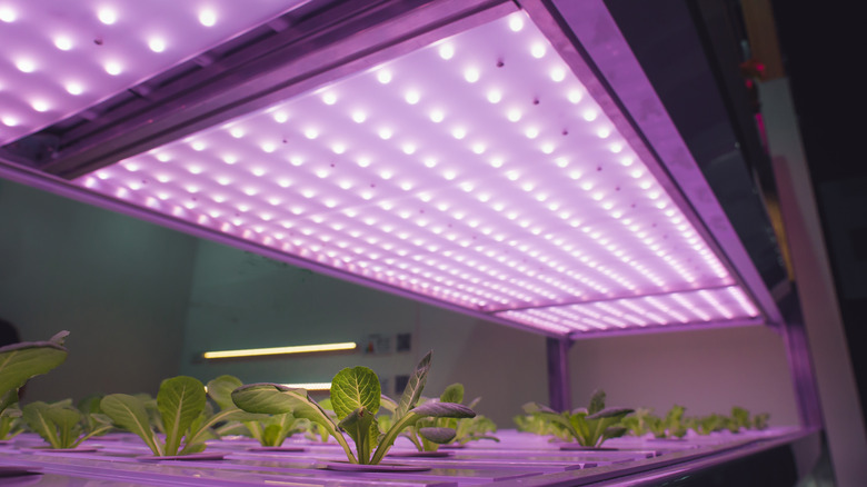 Vegetables grown under LED lights
