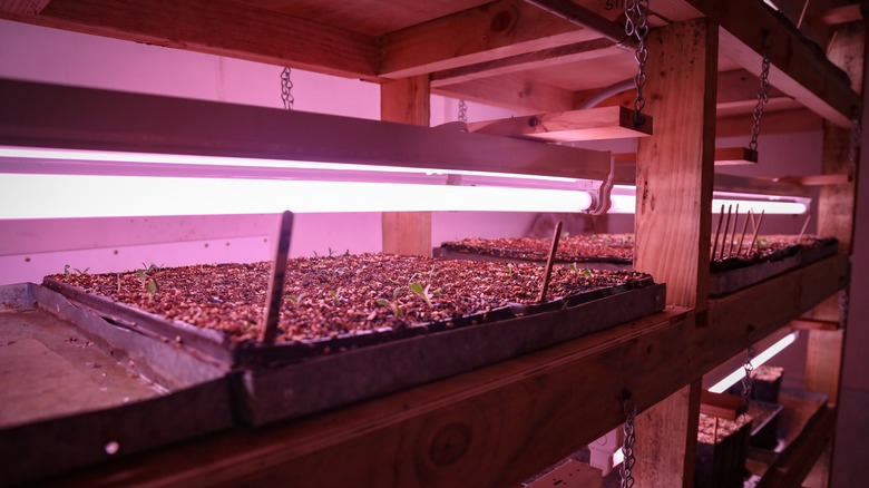 Fluorescent grow lights