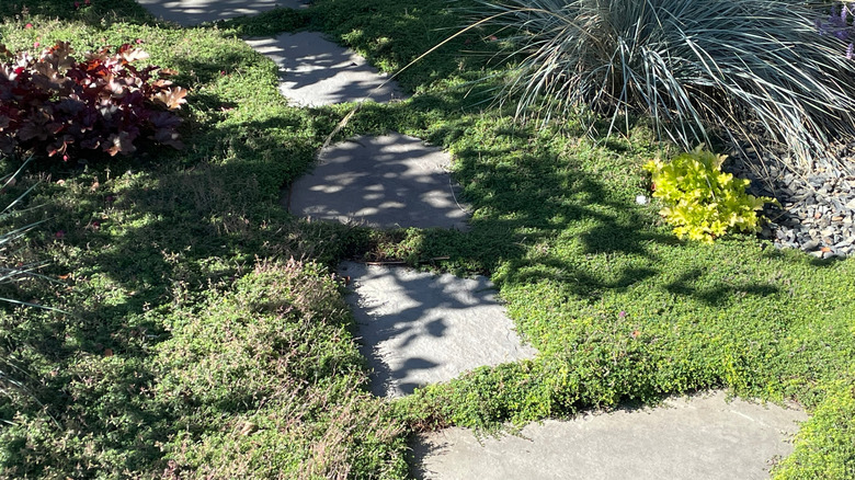 Creeping thyme grows as a ground cover in a yard.