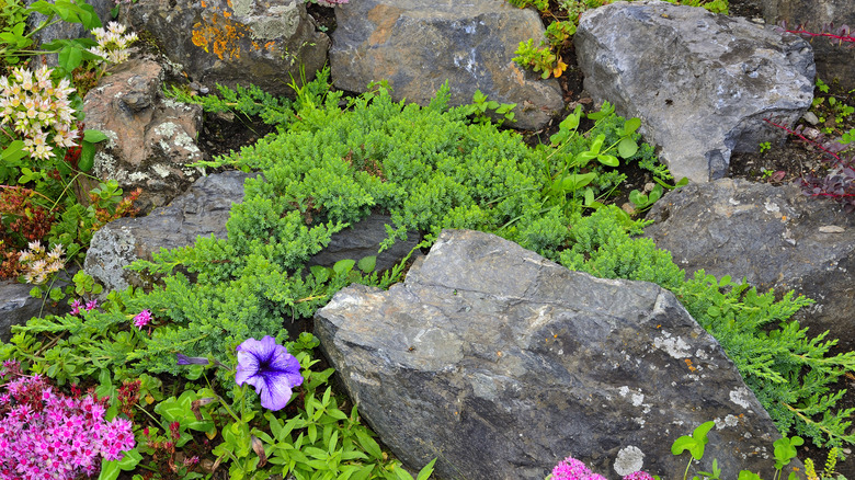 Creeping juniper grows around rocks in a yard.