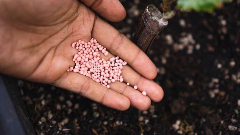 adding fertilizer to the soil