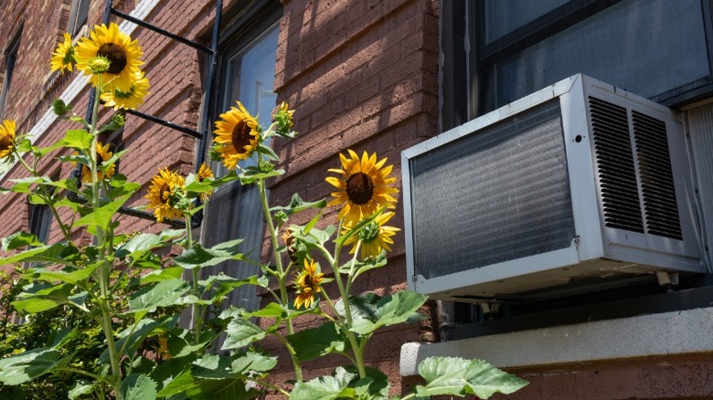 Sunflowers outside window air conditioner 