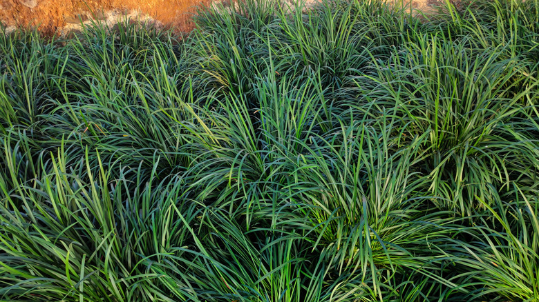 Overhead view of mondo grass