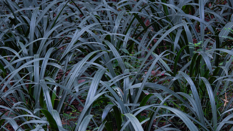 Close-up view of black mondo grass