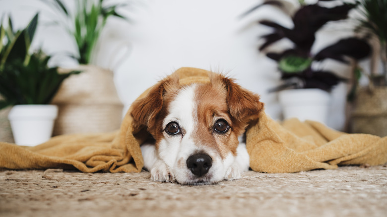 Dog laying on carpet