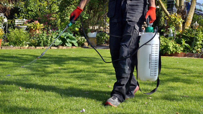 person spraying their lawn