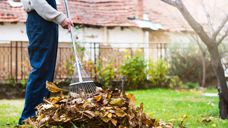 A person raking leaves 