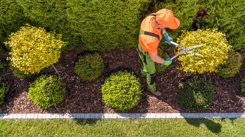 A man trimming down a shrub