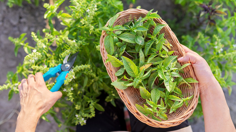 pruning basil