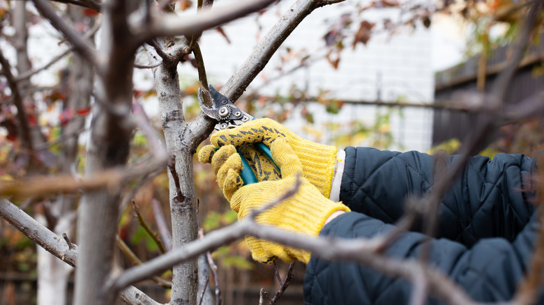 pruning tree