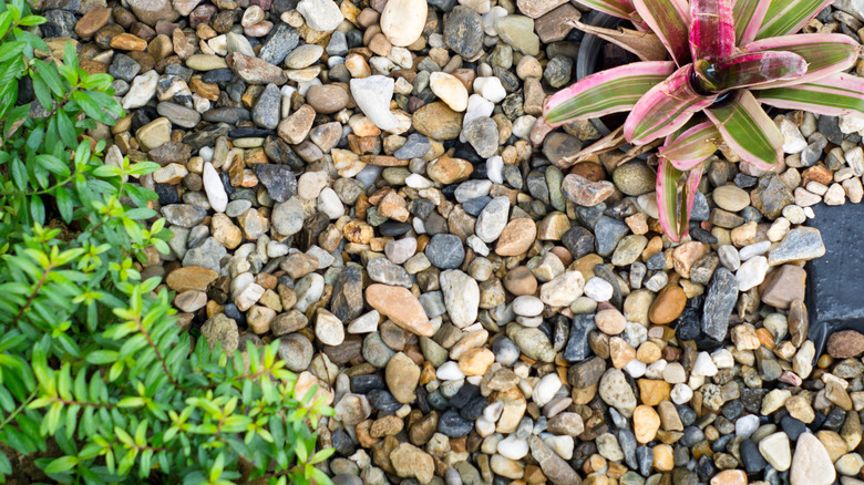 Pea gravel in a landscaped area with different plants