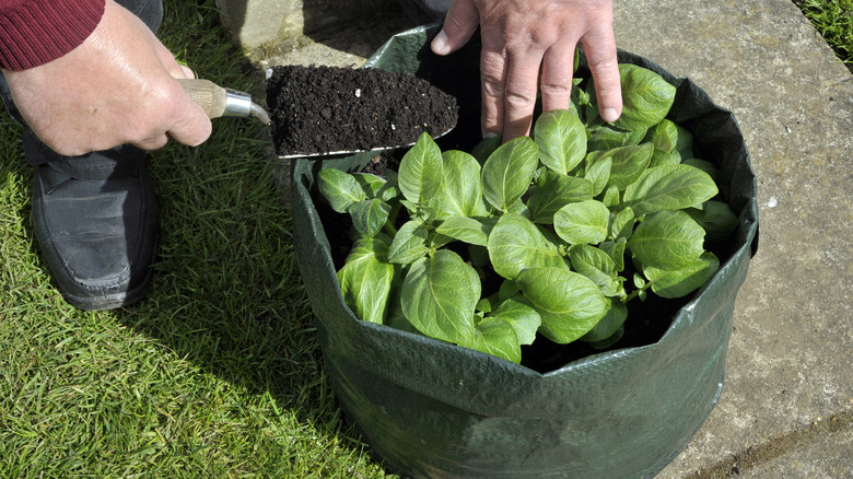 adding soil to potato grow bag