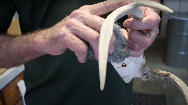 Man cleans antlers