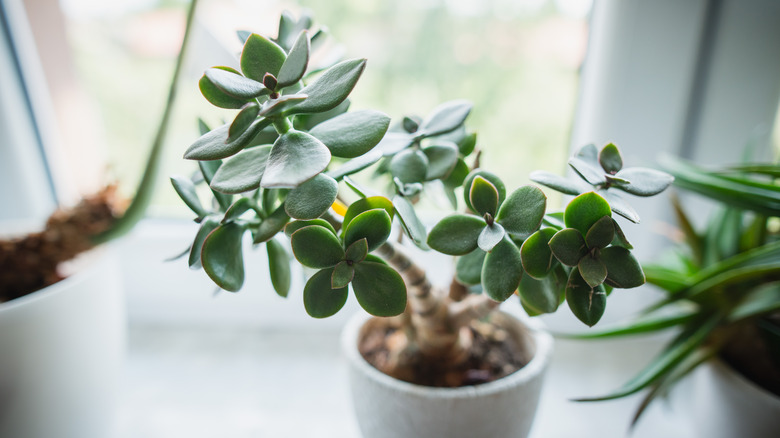 thriving succulent near a window