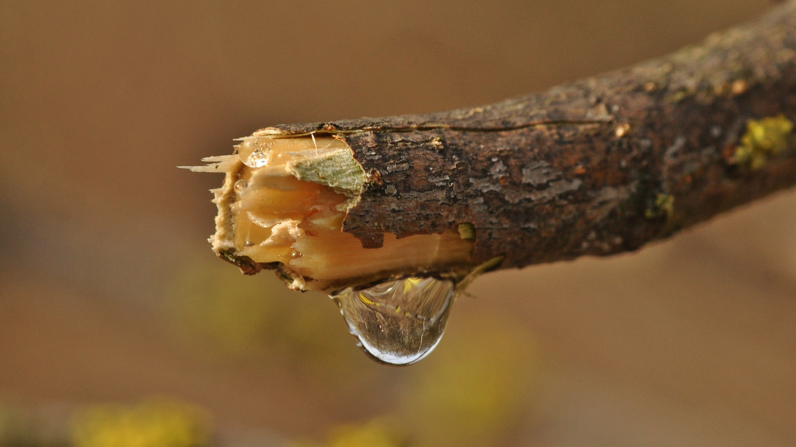 How To Clean Tree Sap Off Of Vinyl Siding