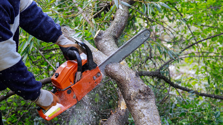 Chainsaw cutting tree branch