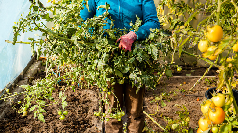 person carrying dead tomato plant