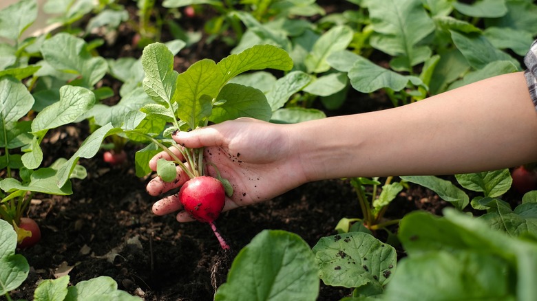 gardener harvesting radish