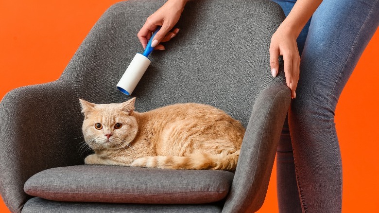 lint roller on chair with seated cat