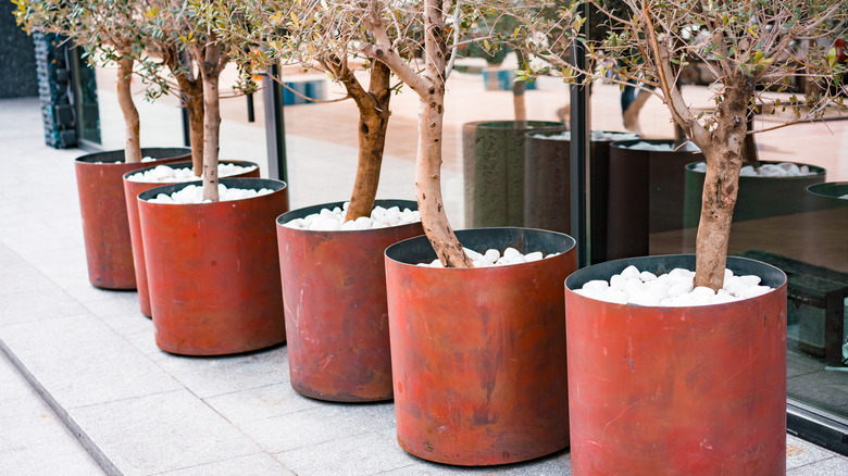 Planters on patios