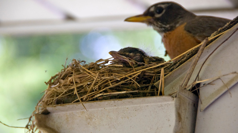 Bird nest in gutters