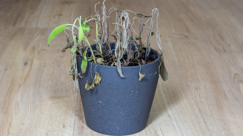 A wilting Salvia officinalis sage plant in an indoor pot on the floor