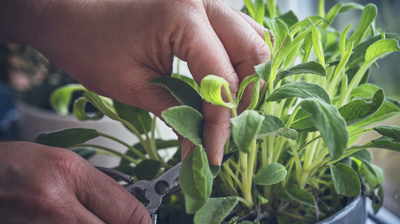 A close up of a person pruning their sage plant in an indoor pot