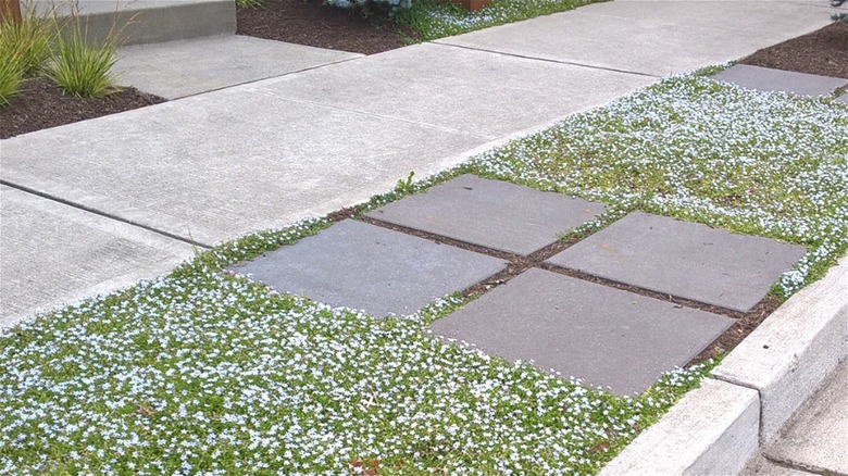 Blue star creeper growing between concrete pathways